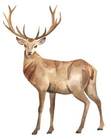 yellowstone elk and nature for wedding venues
