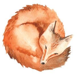 smoky mountains national park fox